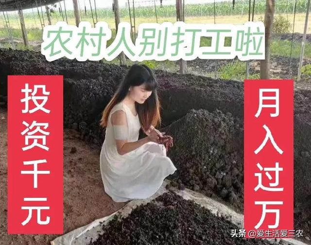推荐四个农村低成本创业项目,门槛很低,最低投资只需千元