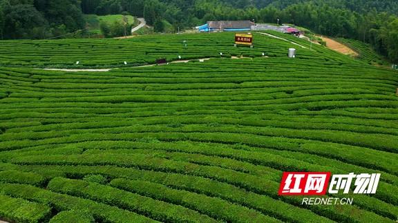谈镇兴·安化｜冷市镇：热茶暖了冷市富了群众