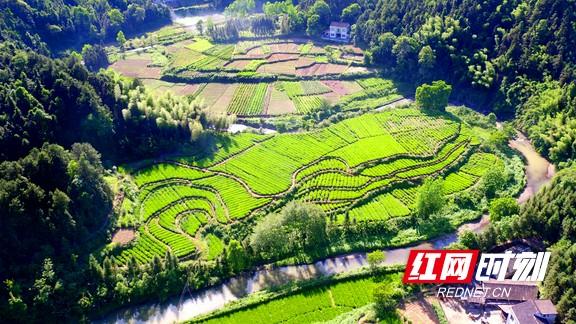 谈镇兴·安化｜冷市镇：热茶暖了冷市富了群众