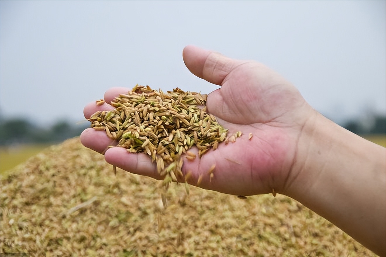 小麦“危机”爆发！这7大种子“低价”龙头，游资极其喜爱