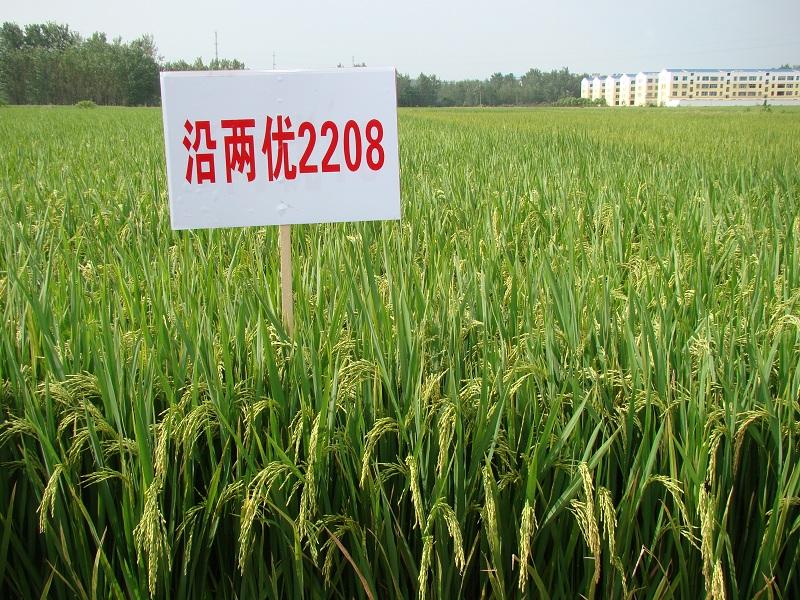 中国农业真正的龙头：六大农业企业，农业引领未来