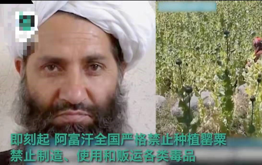 美军走后的阿富汗又开始禁毒了？阿富汗毒蛊究竟是谁养起的？