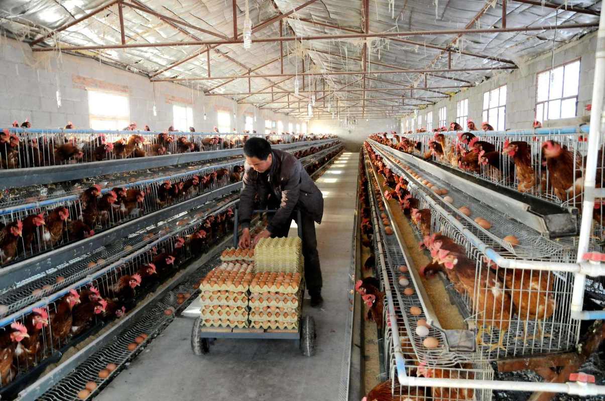 辣条、方便面、速冻水饺，河南“国货之光”承包了吃货的半个冰箱