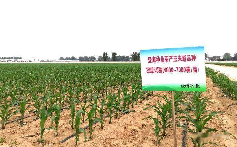 中国农业真正的龙头：六大农业企业，农业引领未来