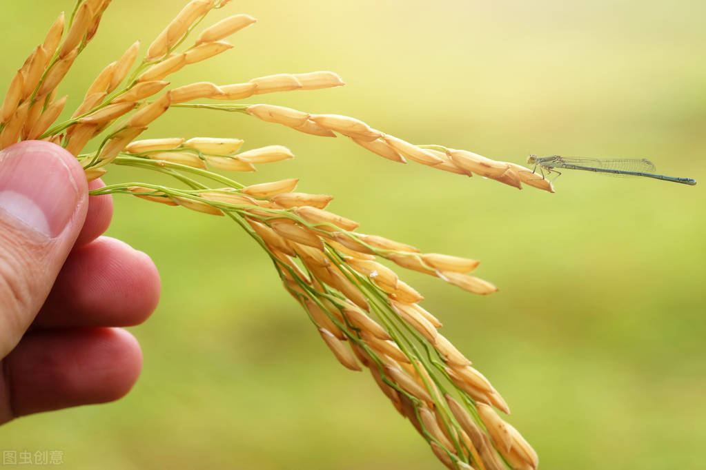 ?种子是粮食界的“芯片”，一旦欧美断供，中国、俄罗斯都有影响